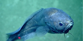 Diplacanthopoma sp., 1717 m Gulf of Mexico

Image courtesy of the NOAA Office of Ocean Exploration and Research, Gulf of Mexico 2017. Identification from photograph by A. Quattrini.