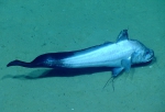 Gadomus arcuatus, 1050 m Gulf of Mexico

Image courtesy of the NOAA Office of Ocean Exploration and Research, Gulf of Mexico 2017. Identification from photograph by A. Quattrini.