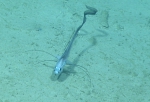 Gadomus longifilis, 1176 m Gulf of Mexico

Image courtesy of the NOAA Office of Ocean Exploration and Research, Gulf of Mexico 2017. Identification from photograph by A. Quattrini.