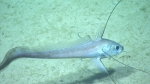 Gadomus longifilis, 1177 m Gulf of Mexico

Image courtesy of the NOAA Office of Ocean Exploration and Research, Gulf of Mexico 2017. Identification from photograph by A. Quattrini.