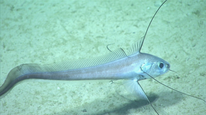 Gadomus longifilis Gadomus longifilis