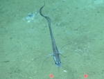 Gadomus longifilis, 1182 m Gulf of Mexico

Image courtesy of the NOAA Office of Ocean Exploration and Research, Gulf of Mexico 2017. Identification from photograph by A. Quattrini.