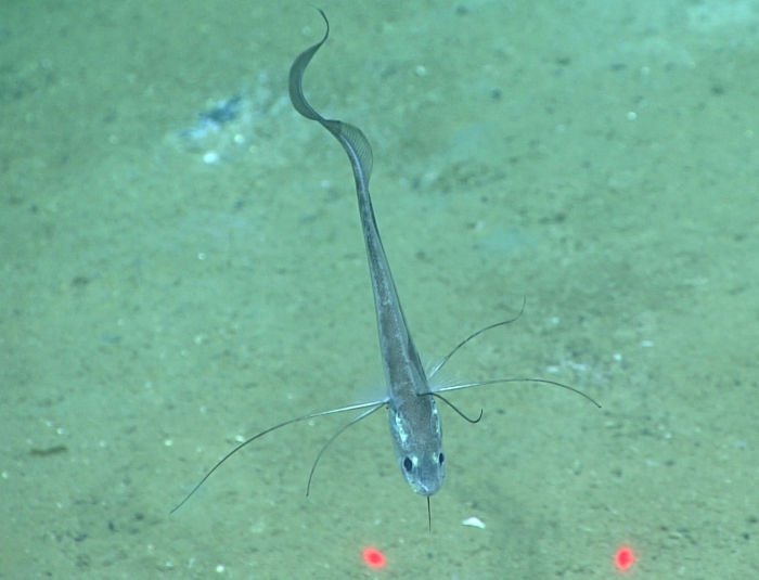 Gadomus longifilis Gadomus longifilis