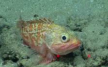 Helicolenus dactylopterus, 382 mGulf of Mexico

Image courtesy of the NOAA Office of Ocean Exploration and Research, Gulf of Mexico 2017. Identification from photograph by A. Quattrini.
