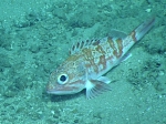 Helicolenus dactylopterus, 402 m Gulf of Mexico

Image courtesy of the NOAA Office of Ocean Exploration and Research, Gulf of Mexico 2017. Identification from photograph by A. Quattrini.