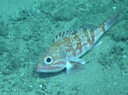 Helicolenus dactylopterus, 402 mGulf of Mexico

Image courtesy of the NOAA Office of Ocean Exploration and Research, Gulf of Mexico 2017. Identification from photograph by A. Quattrini.