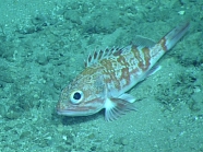 Helicolenus dactylopterus, 402 mGulf of Mexico

Image courtesy of the NOAA Office of Ocean Exploration and Research, Gulf of Mexico 2017. Identification from photograph by A. Quattrini.
