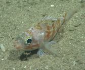 Helicolenus dactylopterus, 412 mGulf of Mexico

Image courtesy of the NOAA Office of Ocean Exploration and Research, Gulf of Mexico 2017. Identification from photograph by A. Quattrini.