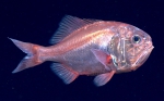 Hoplostethus occidentalis, 679 m Gulf of Mexico

Image courtesy of the NOAA Office of Ocean Exploration and Research, Gulf of Mexico 2017. Identification from photograph by A. Quattrini.