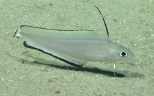Laemonema barbatulum, 382 m Gulf of Mexico

Image courtesy of the NOAA Office of Ocean Exploration and Research, Gulf of Mexico 2017. Identification from photograph by A. Quattrini.