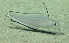 Laemonema barbatulum, 382 mGulf of Mexico

Image courtesy of the NOAA Office of Ocean Exploration and Research, Gulf of Mexico 2017. Identification from photograph by A. Quattrini.