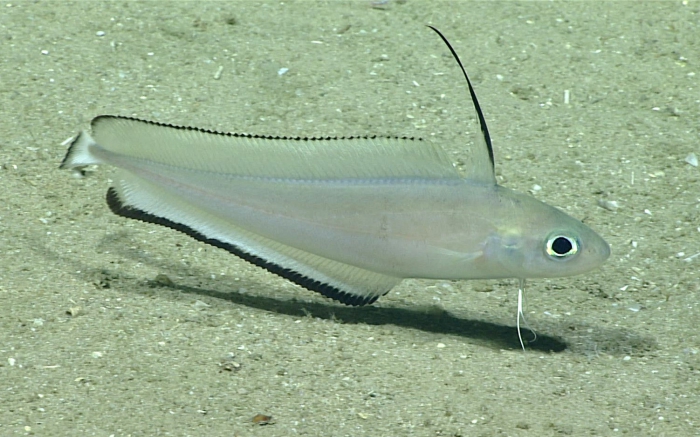 Laemonema barbatulum Laemonema barbatulum