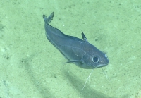 Laemonema goodebeanorum, 617 m Gulf of Mexico

Image courtesy of the NOAA Office of Ocean Exploration and Research, Gulf of Mexico 2017. Identification from photograph by A. Quattrini.
