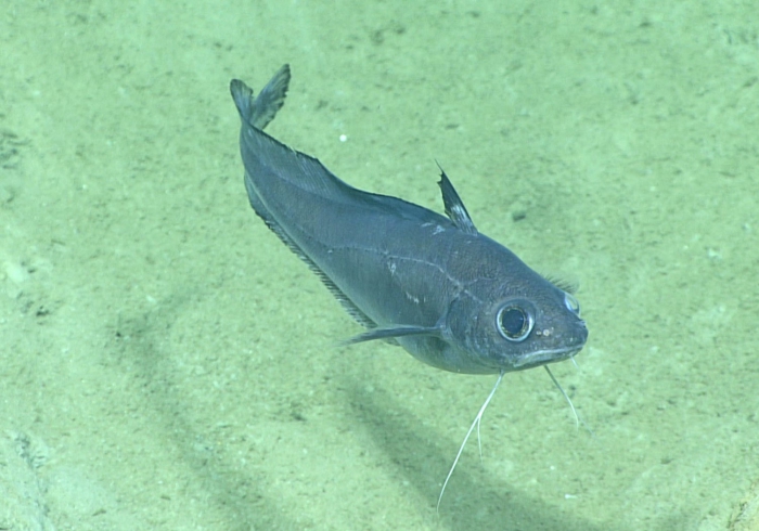 Laemonema goodebeanorum Laemonema goodebeanorum
