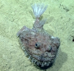 Lophiodes beroe, 710 m Gulf of Mexico

Image courtesy of the NOAA Office of Ocean Exploration and Research, Gulf of Mexico 2017. Identification from photograph by A. Quattrini.