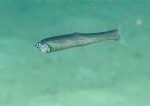 Manducus maderensis, 533 m Gulf of Mexico

Image courtesy of the NOAA Office of Ocean Exploration and Research, Gulf of Mexico 2017. Identification from photograph by A. Quattrini.