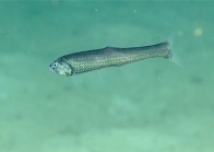 Manducus maderensis, 533 mGulf of Mexico

Image courtesy of the NOAA Office of Ocean Exploration and Research, Gulf of Mexico 2017. Identification from photograph by A. Quattrini.