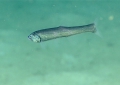 Manducus maderensis, 533 m Gulf of Mexico

Image courtesy of the NOAA Office of Ocean Exploration and Research, Gulf of Mexico 2017. Identification from photograph by A. Quattrini.