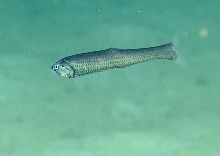 Manducus maderensis Manducus maderensis