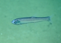Manducus maderensis, 575 m Gulf of Mexico

Image courtesy of the NOAA Office of Ocean Exploration and Research, Gulf of Mexico 2017. Identification from photograph by A. Quattrini.
