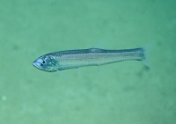 Manducus maderensis, 575 mGulf of Mexico

Image courtesy of the NOAA Office of Ocean Exploration and Research, Gulf of Mexico 2017. Identification from photograph by A. Quattrini.