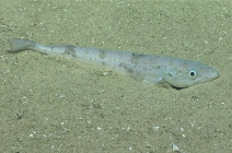 Merluccius albidus, 413 m Gulf of Mexico

Image courtesy of the NOAA Office of Ocean Exploration and Research, Gulf of Mexico 2017. Identification from photograph by A. Quattrini.