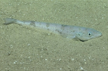 Merluccius albidus, 413 mGulf of Mexico

Image courtesy of the NOAA Office of Ocean Exploration and Research, Gulf of Mexico 2017. Identification from photograph by A. Quattrini.