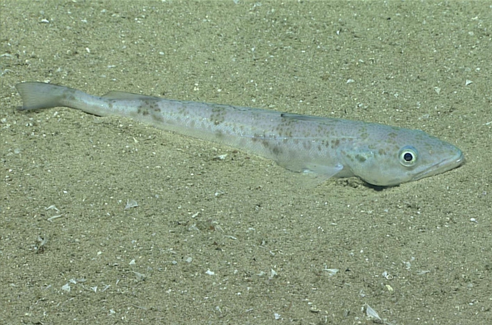 Merluccius albidus Merluccius albidus