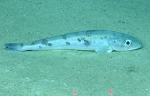 Merluccius albidus, 682 m Gulf of Mexico

Image courtesy of the NOAA Office of Ocean Exploration and Research, Gulf of Mexico 2017. Identification from photograph by A. Quattrini.