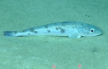 Merluccius albidus, 682 mGulf of Mexico

Image courtesy of the NOAA Office of Ocean Exploration and Research, Gulf of Mexico 2017. Identification from photograph by A. Quattrini.