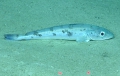 Merluccius albidus, 682 m Gulf of Mexico

Image courtesy of the NOAA Office of Ocean Exploration and Research, Gulf of Mexico 2017. Identification from photograph by A. Quattrini.