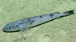 Merluccius albidus, 702 mGulf of Mexico

Image courtesy of the NOAA Office of Ocean Exploration and Research, Gulf of Mexico 2017. Identification from photograph by A. Quattrini.