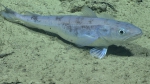 Merluccius albidus, 719 m Gulf of Mexico

Image courtesy of the NOAA Office of Ocean Exploration and Research, Gulf of Mexico 2017. Identification from photograph by A. Quattrini.