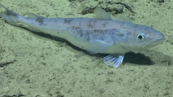 Merluccius albidus, 719 mGulf of Mexico

Image courtesy of the NOAA Office of Ocean Exploration and Research, Gulf of Mexico 2017. Identification from photograph by A. Quattrini.