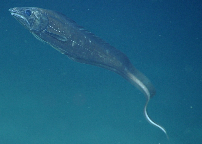Penopus microphthalmus Penopus microphthalmus