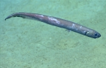 Polyacanthonotus merretti, 796 m Gulf of Mexico

Image courtesy of the NOAA Office of Ocean Exploration and Research, Gulf of Mexico 2017. Identification from photograph by A. Quattrini.