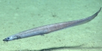 Polyacanthonotus merretti, 1605 m Gulf of Mexico

Image courtesy of the NOAA Office of Ocean Exploration and Research, Gulf of Mexico 2017. Identification from photograph by A. Quattrini.