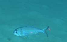 Polymixia sp., 398 mGulf of Mexico

Image courtesy of the NOAA Office of Ocean Exploration and Research, Gulf of Mexico 2017. Identification from photograph by A. Quattrini.