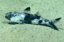 Synagrops bellus, 695 m Gulf of Mexico

Image courtesy of the NOAA Office of Ocean Exploration and Research, Gulf of Mexico 2017. Identification from photograph by A. Quattrini.