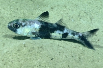 Synagrops bellus, 695 mGulf of Mexico

Image courtesy of the NOAA Office of Ocean Exploration and Research, Gulf of Mexico 2017. Identification from photograph by A. Quattrini.