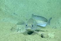 Urophycis cirrata, 532 m Gulf of Mexico

Image courtesy of the NOAA Office of Ocean Exploration and Research, Gulf of Mexico 2017. Identification from photograph by A. Quattrini.