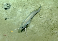 Urophycis cirrata, 534 m Gulf of Mexico

Image courtesy of the NOAA Office of Ocean Exploration and Research, Gulf of Mexico 2017. Identification from photograph by A. Quattrini.