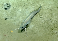 Urophycis cirrata, 534 m Gulf of Mexico

Image courtesy of the NOAA Office of Ocean Exploration and Research, Gulf of Mexico 2017. Identification from photograph by A. Quattrini.