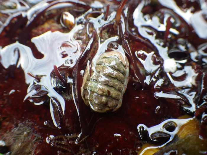 Boreochiton ruber (Linnaeus 1767) Boreochiton ruber (Linnaeus 1767)