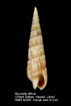 Myurella affinis