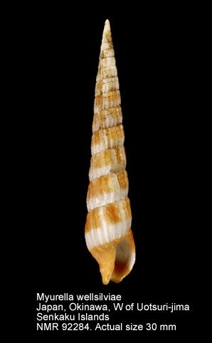 Myurella wellsilviae