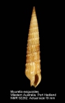 Myurella exiguoides