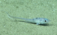 Coelorinchus caelorhincus, 406 mGulf of Mexico

Image courtesy of the NOAA Office of Ocean Exploration and Research, Gulf of Mexico 2017. Identification from photograph by T. Iwamoto.