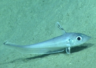 Coelorinchus caelorhincus, 741 mGulf of Mexico

Image courtesy of the NOAA Office of Ocean Exploration and Research, Gulf of Mexico 2017. Identification from photograph by T. Iwamoto.