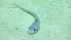 Coelorinchus caelorhincus, 817 mGulf of Mexico

Image courtesy of the NOAA Office of Ocean Exploration and Research, Gulf of Mexico 2017. Identification from photograph by T. Iwamoto.